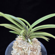 청무관 靑霧冠 Cheongmugwan