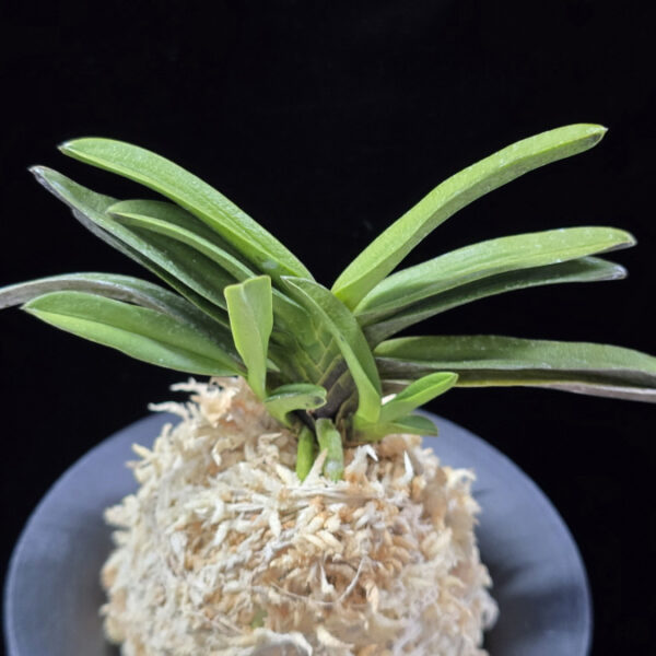 흑요 黑耀 Kokuyou