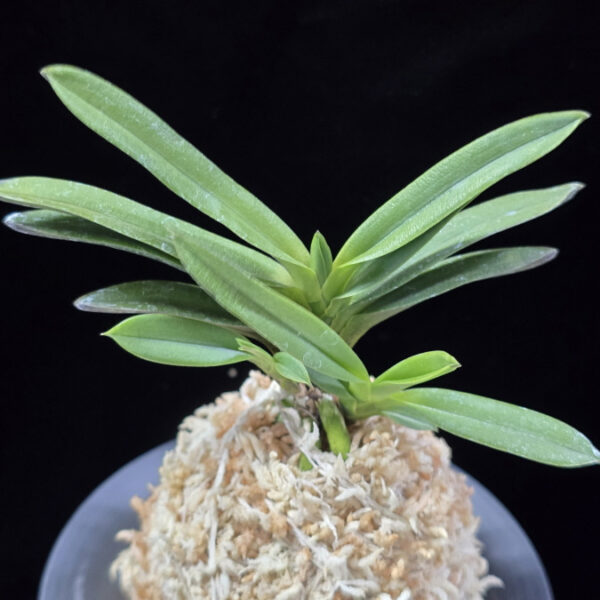 흑요 黑耀 Kokuyou