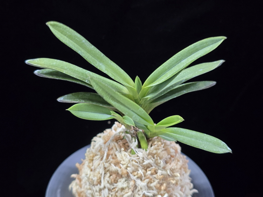 흑요 黑耀 Kokuyou 흑요 黑耀 Kokuyou