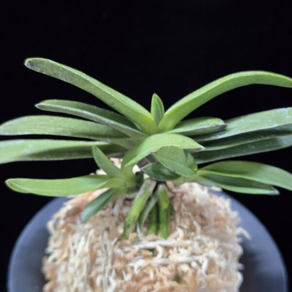 흑요 黑耀 Kokuyou