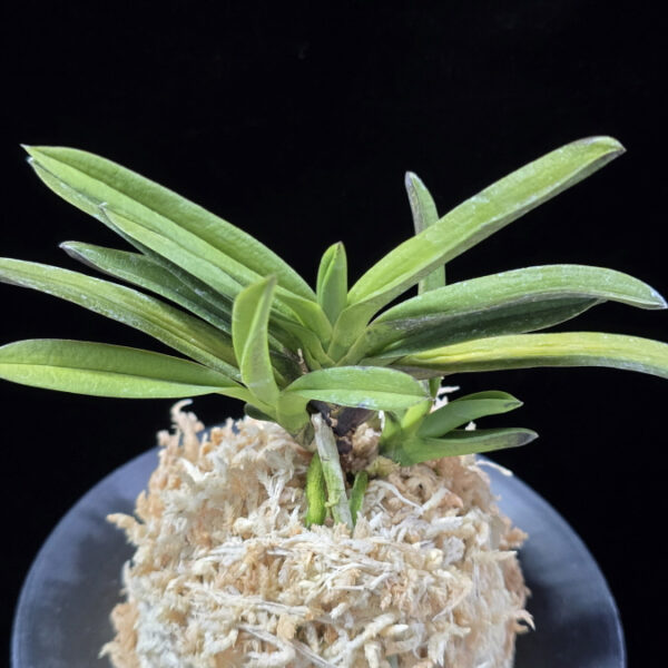 흑요 黑耀 Kokuyou