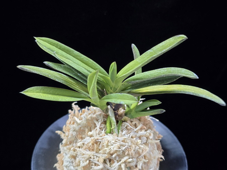 흑요 黑耀 Kokuyou 흑요 黑耀 Kokuyou