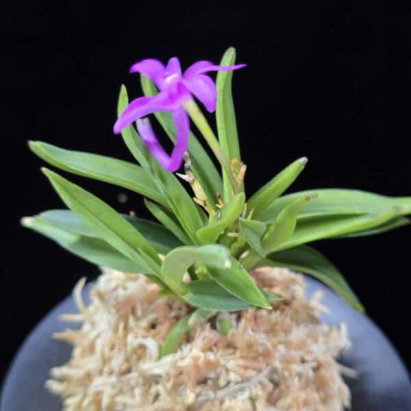 홍명 紅明 Hongmyeong