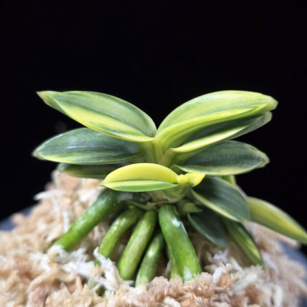 취월호 翠月湖 Chwiwolho(Seedling)