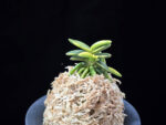 취월호 翠月湖 Chwiwolho(Seedling)