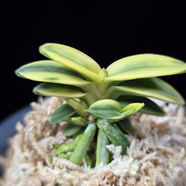 취월호 翠月湖 Chwiwolho(Seedling)