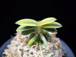 취월호 翠月湖 Chwiwolho(Seedling)