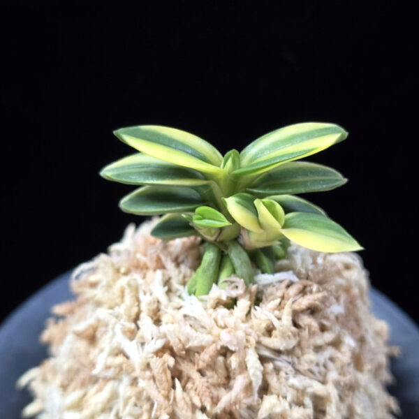 취월호 翠月湖 Chwiwolho(Seedling)