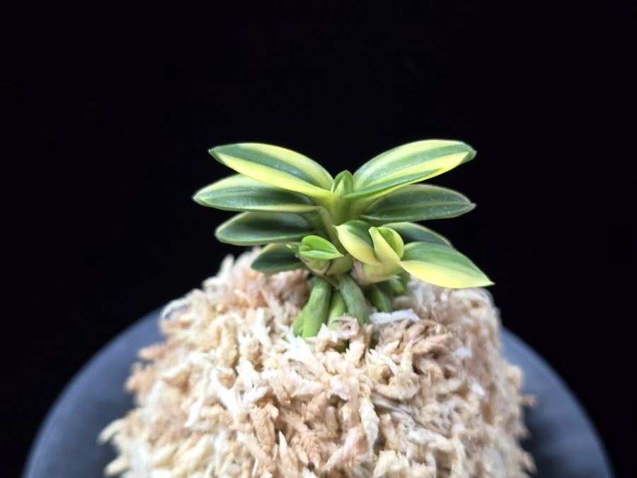 취월호 翠月湖 Chwiwolho(Seedling) 취월호 翠月湖 Chwiwolho(Seedling)