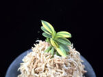 취월호 翠月湖 Chwiwolho(Seedling)