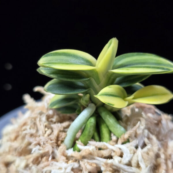 취월호 翠月湖 Chwiwolho(Seedling)