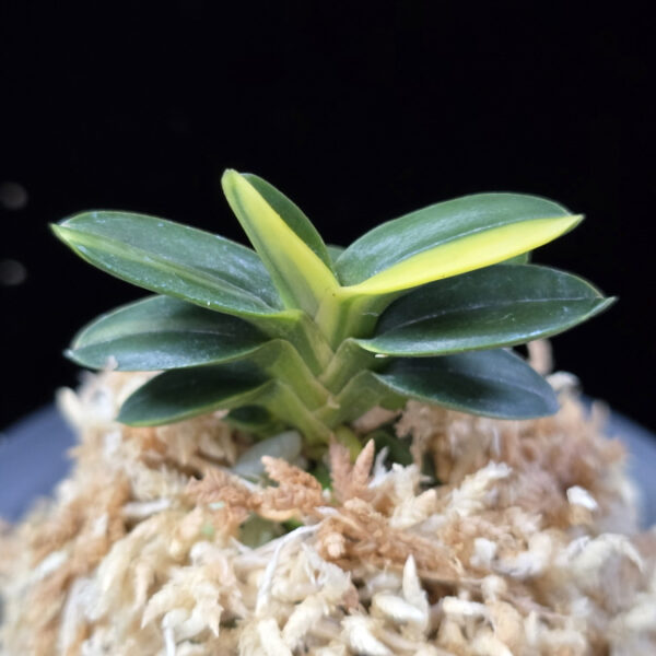 취월호 翠月湖 Chwiwolho(Seedling)