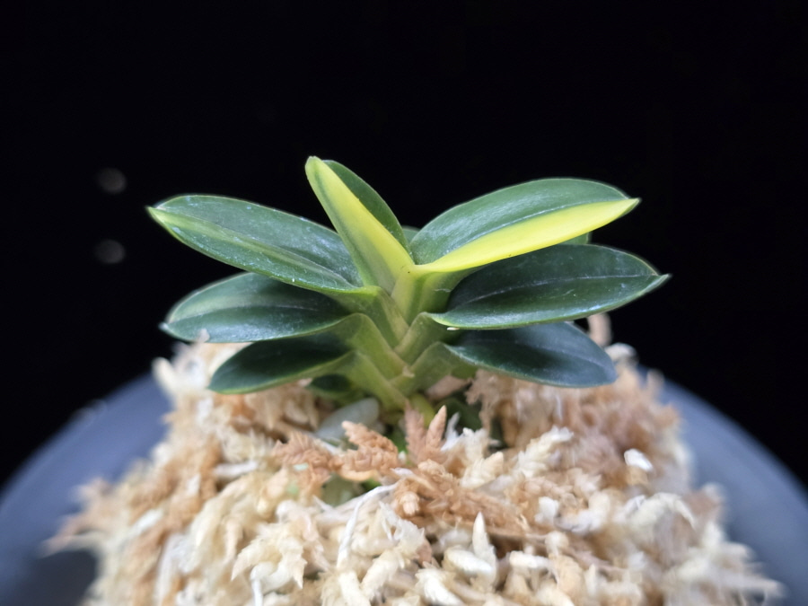 취월호 翠月湖 Chwiwolho(Seedling) 취월호 翠月湖 Chwiwolho(Seedling)