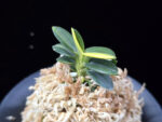취월호 翠月湖 Chwiwolho(Seedling)