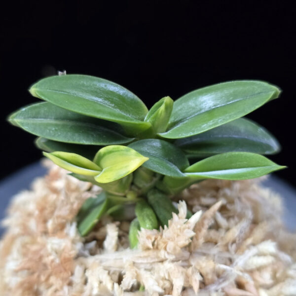 취월호 翠月湖 Chwiwolho(Seedling)