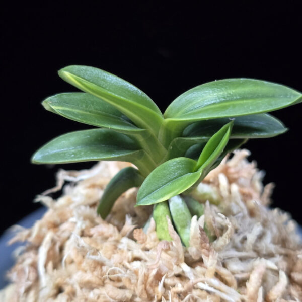취월호 翠月湖 Chwiwolho(Seedling)