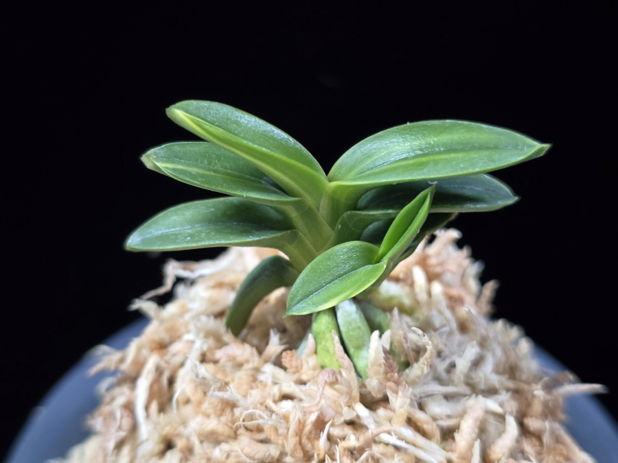 취월호 翠月湖 Chwiwolho(Seedling) 취월호 翠月湖 Chwiwolho(Seedling)