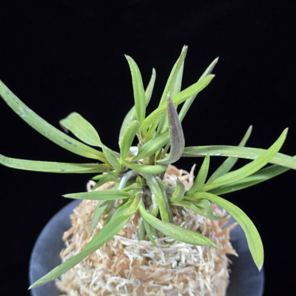 낭화사자 浪花獅子 Naniwajishi