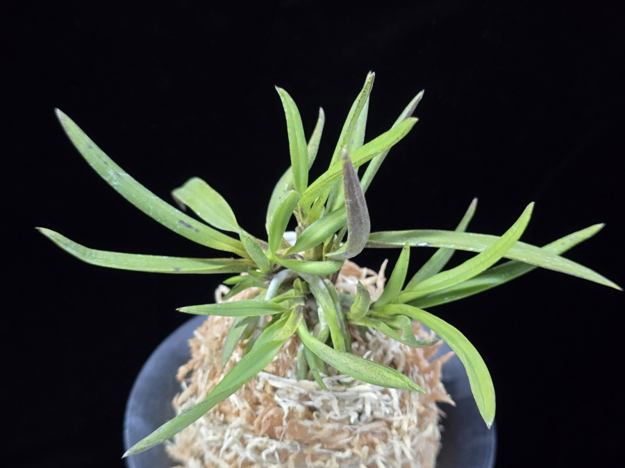 낭화사자 浪花獅子 Naniwajishi 낭화사자 浪花獅子 Naniwajishi