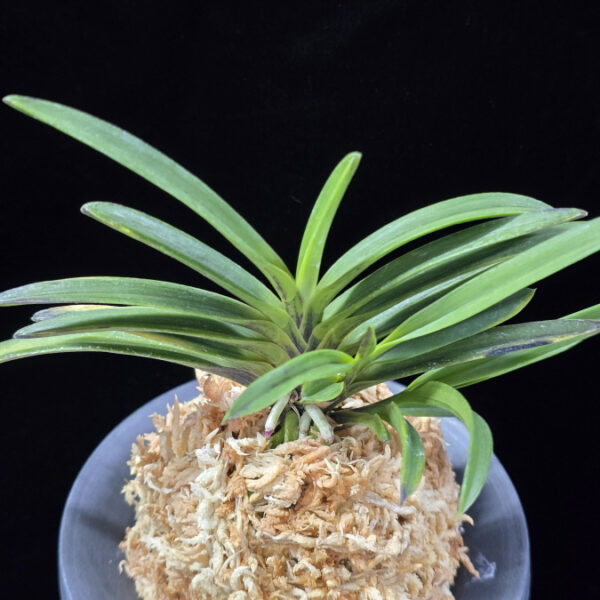 흑모단 no1 黒牡丹 no1 Kokubotan no1