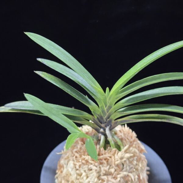 흑모단 黒牡丹 Kokubotan