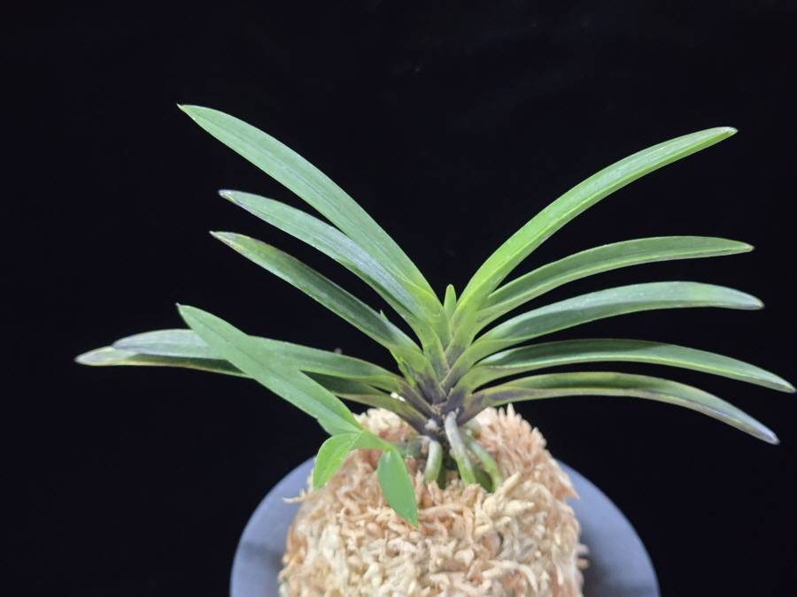 흑모단 黒牡丹 Kokubotan 흑모단 黒牡丹 Kokubotan