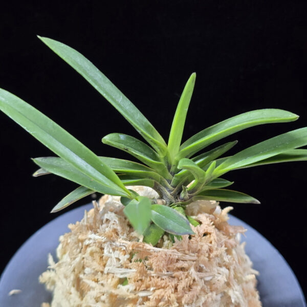 흑모단 黒牡丹 Kokubotan