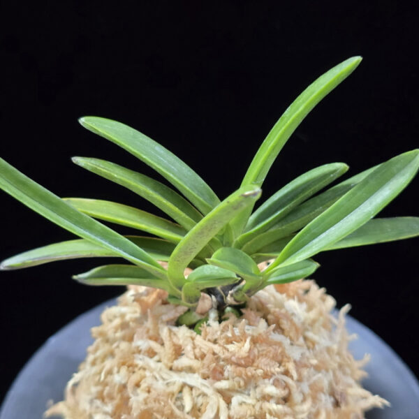 흑모단 黒牡丹 Kokubotan