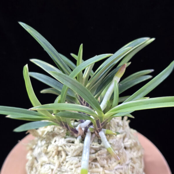 도조 都鳥 Miyakodori