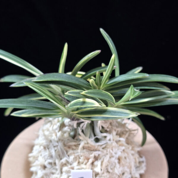 도조 都鳥 Miyakodori