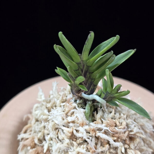 토함산 吐含山 Toganzan (Goemon)