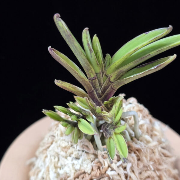 토함산 吐含山 Toganzan (Goemon)