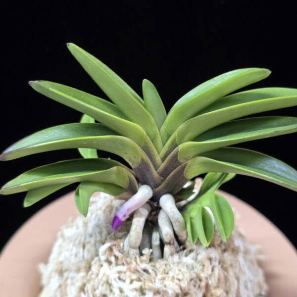 몽환모단 蒙幻牡丹 Mugenbotan