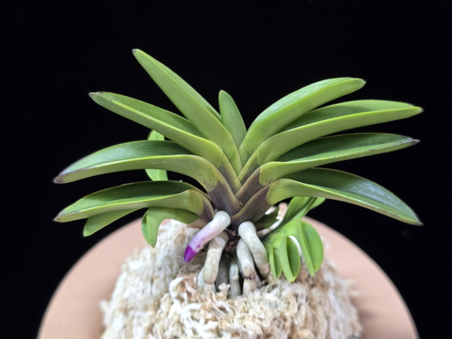 몽환모단 蒙幻牡丹 Mugenbotan 몽환모단 蒙幻牡丹 Mugenbotan