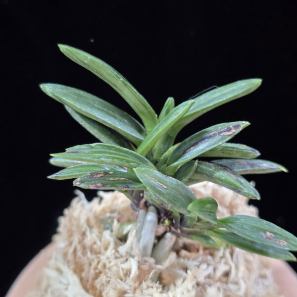 자옥 紫玉 Shigyoku