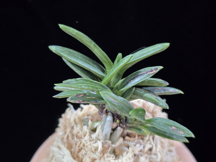 자옥 紫玉 Shigyoku 자옥 紫玉 Shigyoku