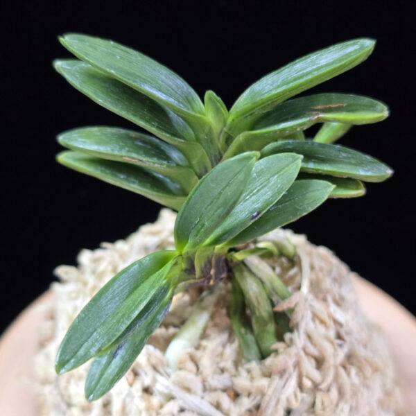 자옥 紫玉 Shigyoku