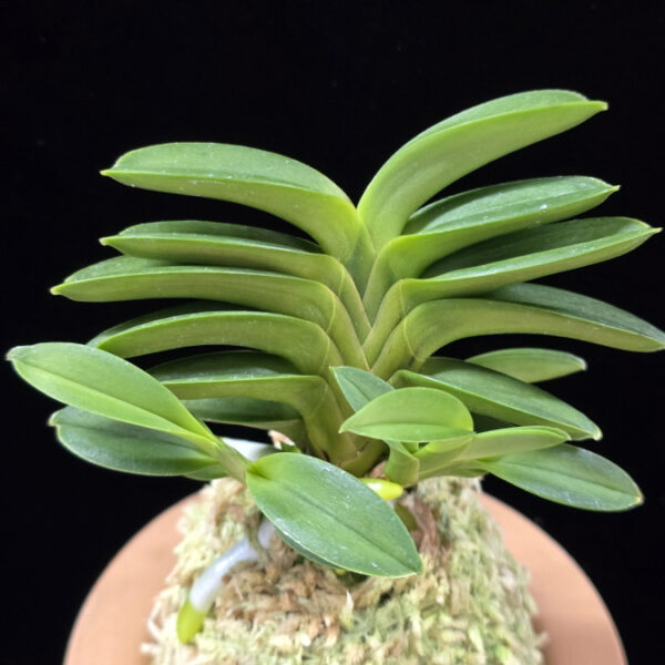 벽경 碧鯨 Byeokgyeong(Blue Whale)