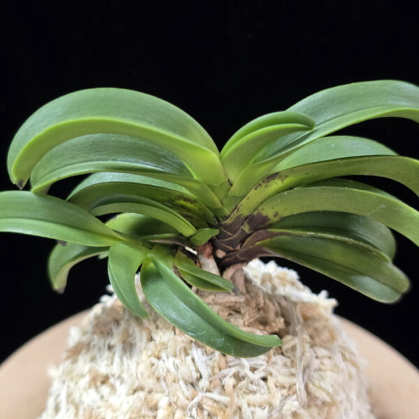 홍천도 紅天道 Benitendou (Seikai+Koyo)