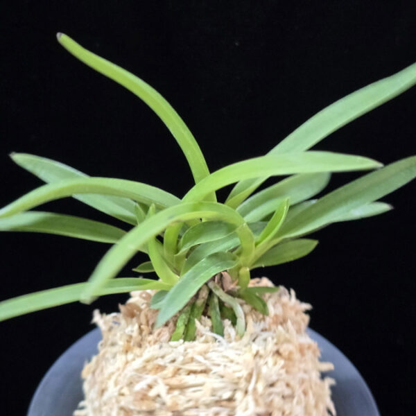 홍매  紅梅  Kobai