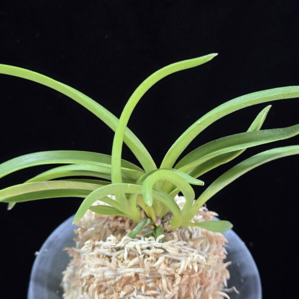 홍매  紅梅  Kobai