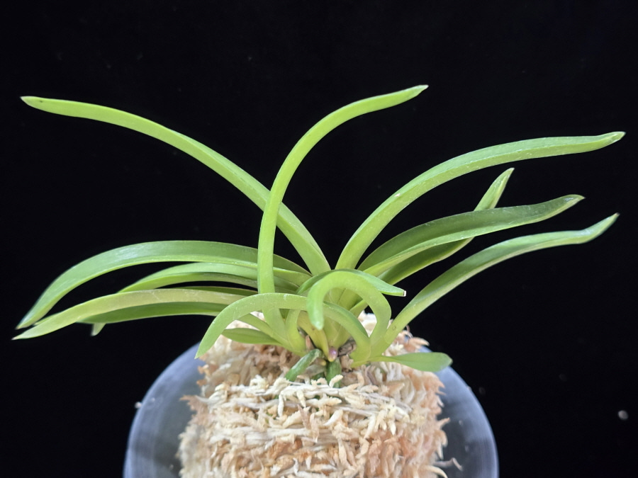 홍매 紅梅 Kobai 홍매 紅梅 Kobai