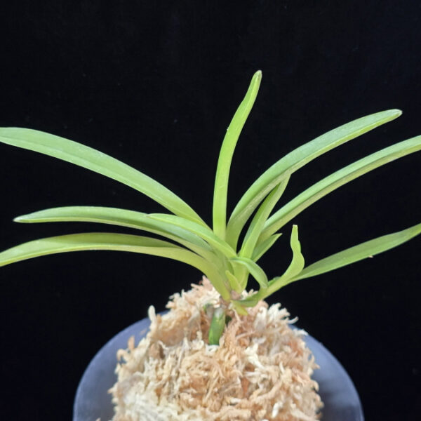 홍매  紅梅  Kobai