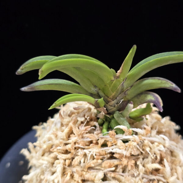 변경환 弁慶丸 Benkeimaru