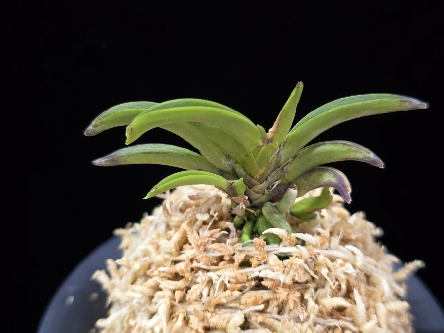 변경환 弁慶丸 Benkeimaru 변경환 弁慶丸 Benkeimaru