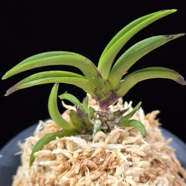 변경환 弁慶丸 Benkeimaru