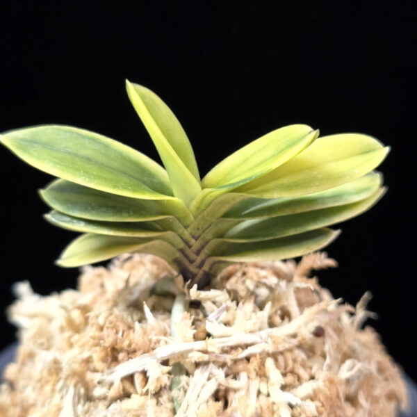 대장금 大壯錦 Daejanggeum(Daiso Nishiki)