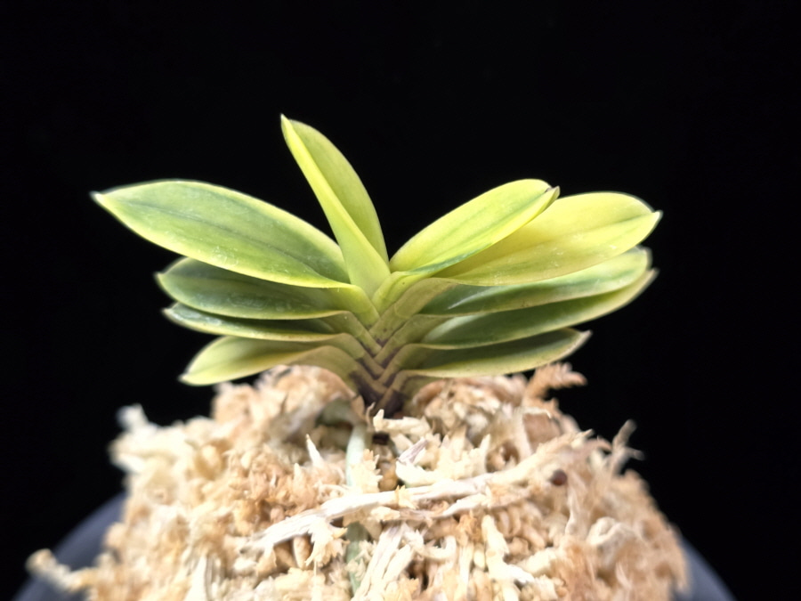 대장금 大壯錦 Daejanggeum(Daiso Nishiki) 대장금 大壯錦 Daejanggeum(Daiso Nishiki)