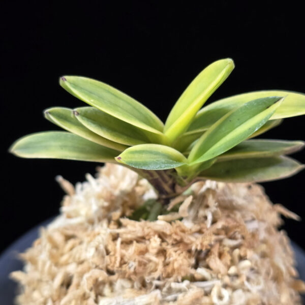 대장금 大壯錦 Daejanggeum(Daiso Nishiki)